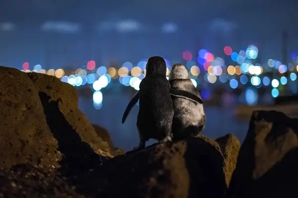 Dois pinguins abraçados vendo as luzes de Melbourne. Foto por Tobias Baumgaertner.