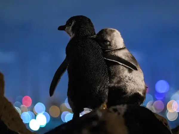 Dois pinguins abraçados vendo as luzes de Melbourne. Foto por Tobias Baumgaertner.