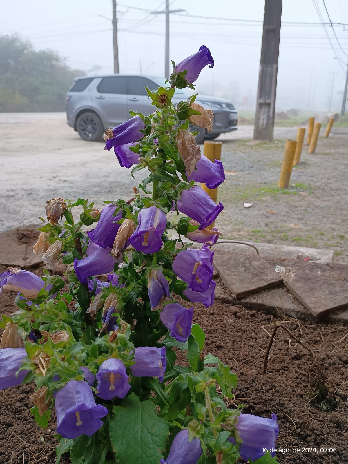 Pequenas flores